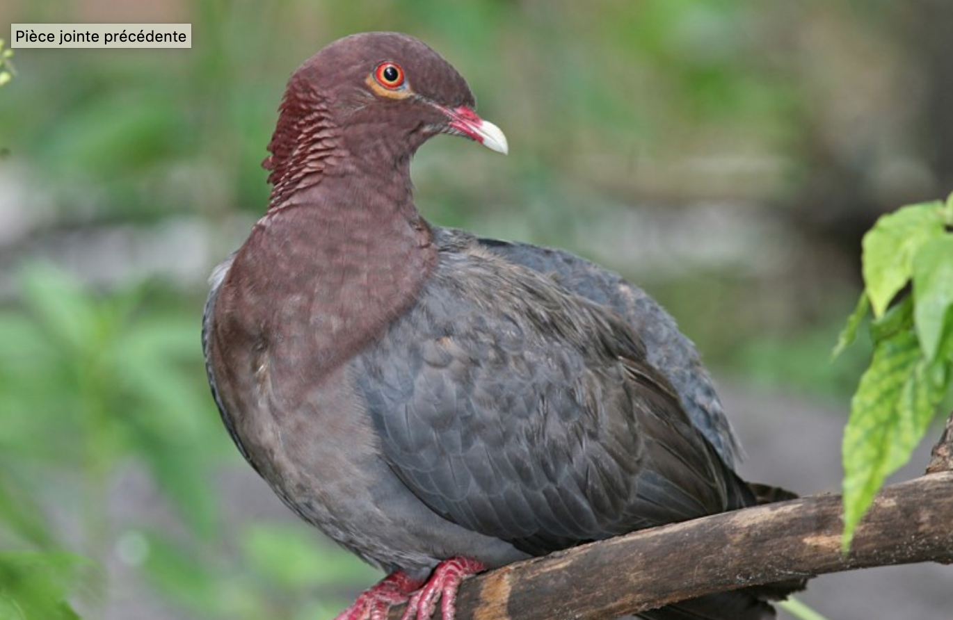 La justice confirme l’interdiction de chasser plusieurs espèces d’oiseaux en Martinique